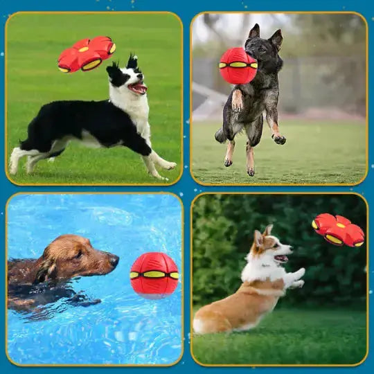 Pet Flying Saucer Ball Toy Zendrop