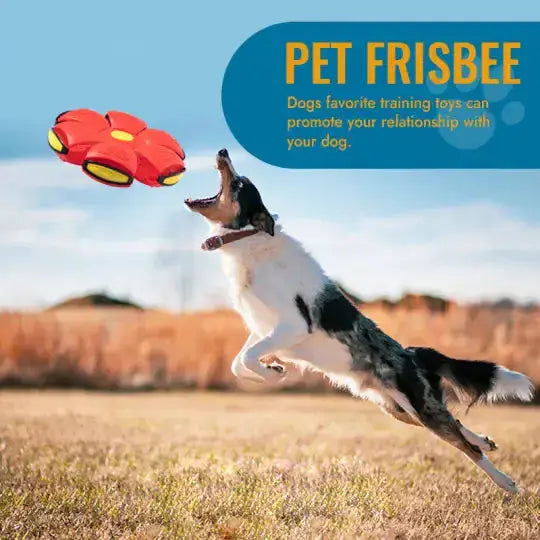 Pet Flying Saucer Ball Toy Zendrop